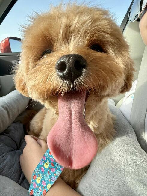 Piękny, Uroczy Maltipoo (reproduktor) — idealny towarzysz i