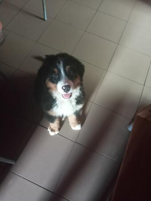 Odam pieska w dobre ręce