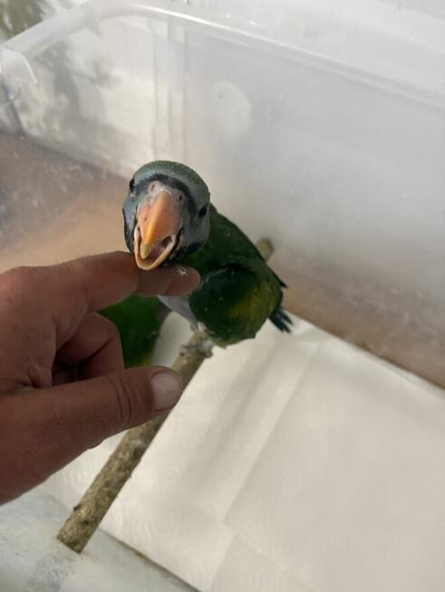 Aleksandretta .Aleksandretty Pary.