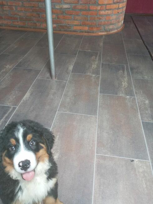 Odam pieska w dobre ręce