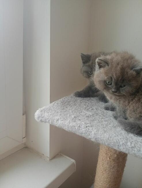 Oddam kotka niebieskiego