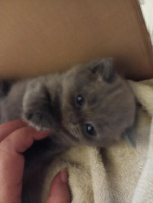 Oddam kotka niebieskiego