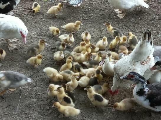 Sprzedam kaczki francuskie