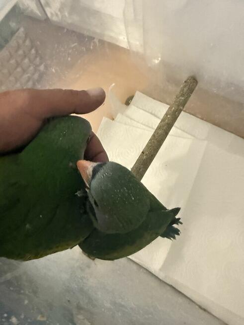 Aleksandretta .Aleksandretty Pary.