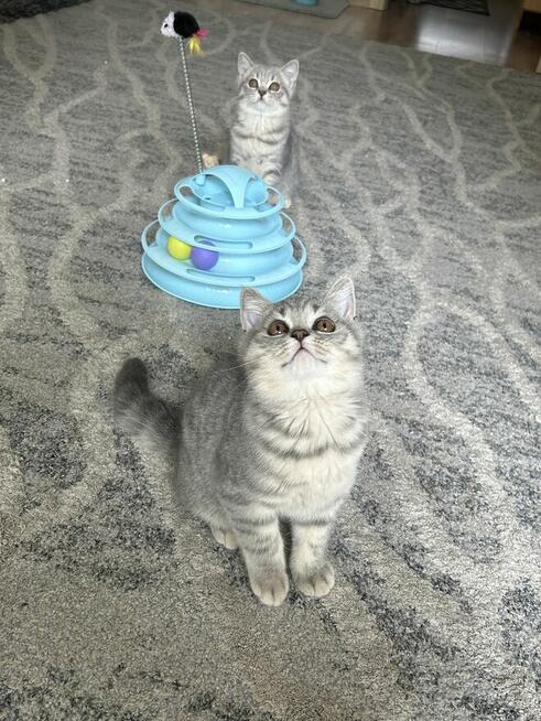 Oddam kociaki szkockie – do kochającego domu