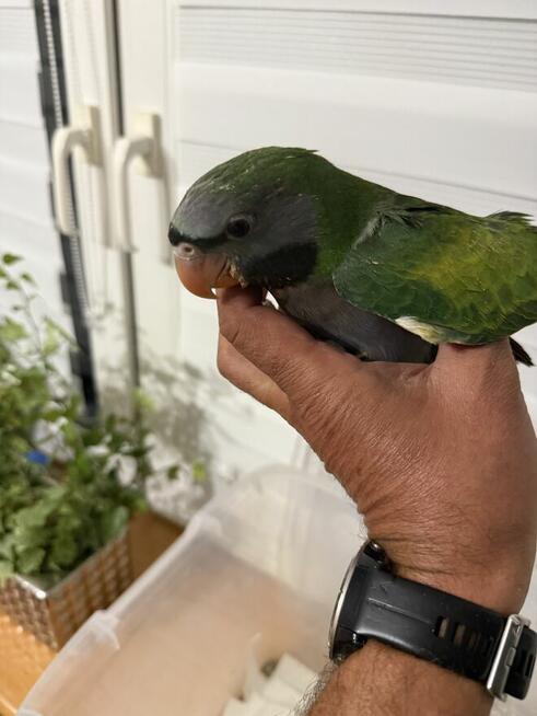 Aleksandretta .Aleksandretty Pary.