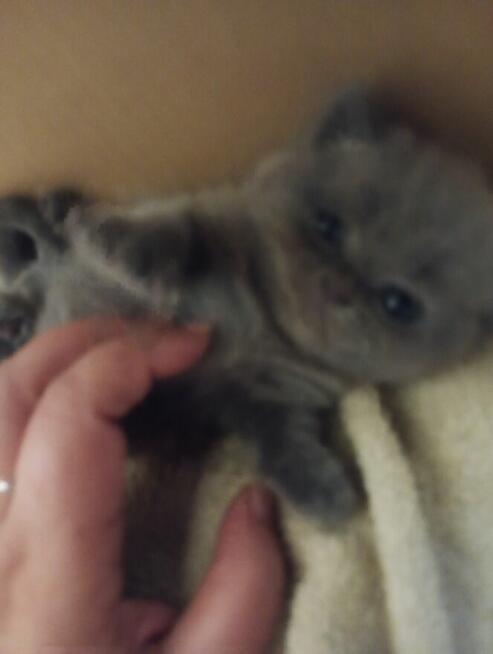 Oddam kotka niebieskiego