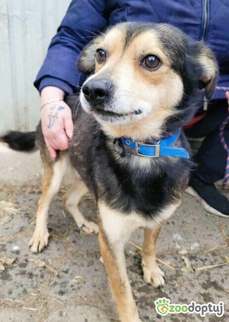 LESZKO - delikatny, niewielki psiak szuka domu