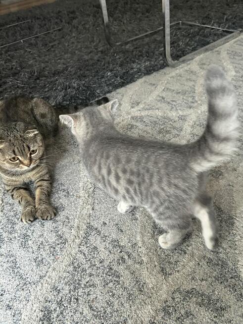 Oddam kociaki szkockie – do kochającego domu