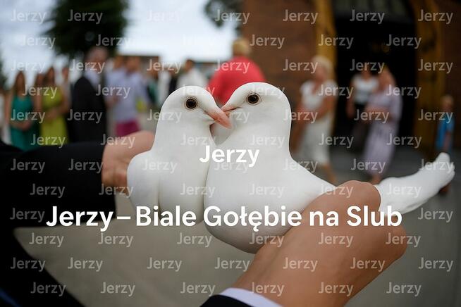 Białe gołębie na ślub