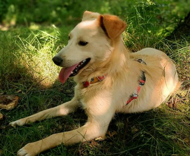 CZESIO - kochany, delikatny psiak błaga o dom