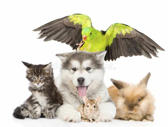 Hotel dla psów i kotów – Opieka nad zwierzętami w Grodzisku