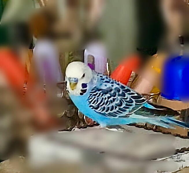 Zagineła papuszka Falista