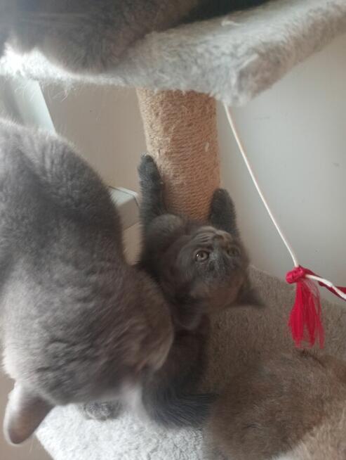 Oddam kotka niebieskiego