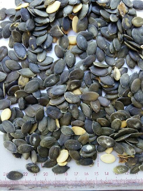 Kolendra, Kozieradka, Lnianka, Słonecznik, Dynia, Rokitnik