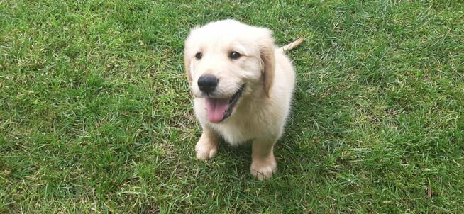 Sprzedam Golden Retriever