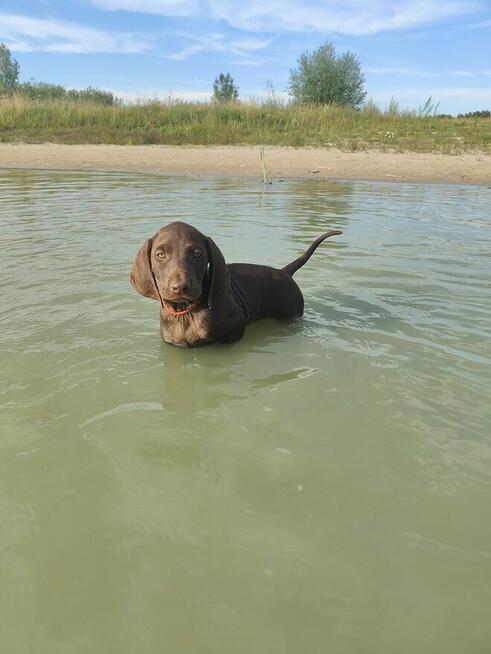 Wyżeł niemiecki krótkowłosy Z Dorzecza Bugu FCI