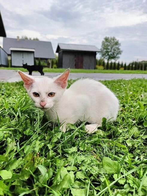 Oddam w dobre ręce dwa kociaki
