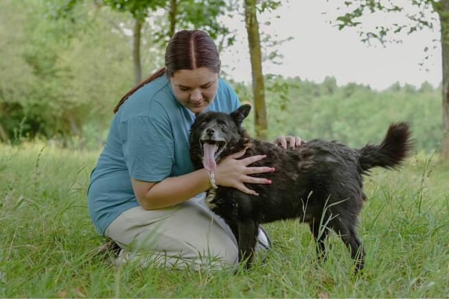 Łazik-starszy pies do pilnej adopcji