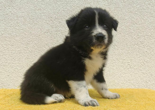 BORDER COLLIE z Hodowli - Rasowy pies z pełną dok. przebadan