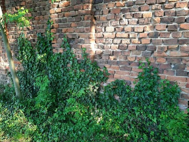 BLUSZCZ pospolity HEDERA HELIX na ŻYWOPŁOT na mur