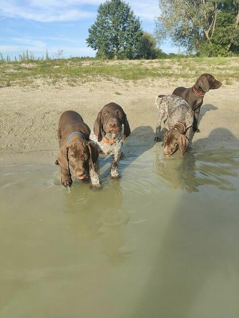 Wyżeł niemiecki krótkowłosy Z Dorzecza Bugu FCI