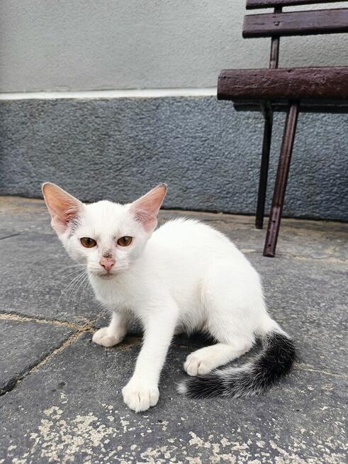 Oddam w dobre ręce dwa kociaki