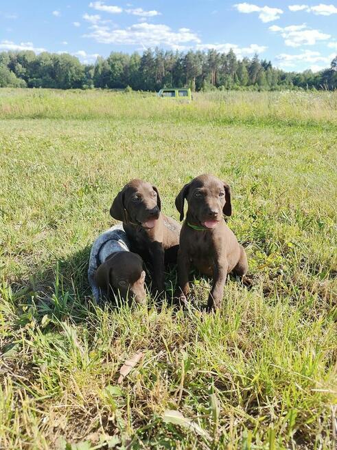 Wyżeł niemiecki krótkowłosy Z Dorzecza Bugu FCI