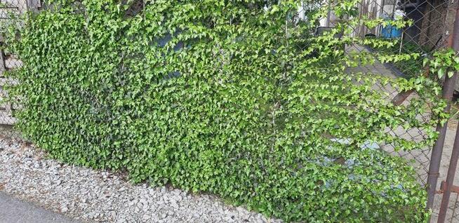 BLUSZCZ pospolity HEDERA HELIX na ŻYWOPŁOT na mur