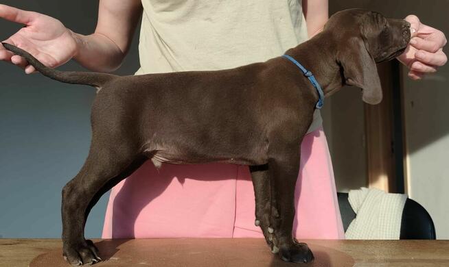 Wyżeł niemiecki krótkowłosy Z Dorzecza Bugu FCI