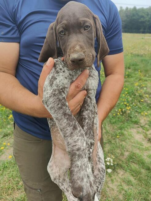Wyżeł niemiecki krótkowłosy Z Dorzecza Bugu FCI