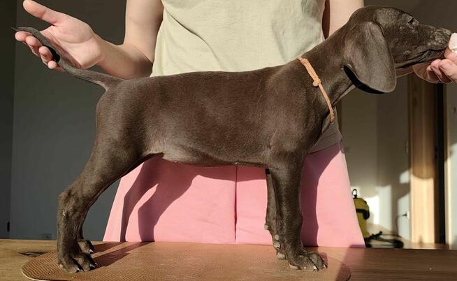 Wyżeł niemiecki krótkowłosy Z Dorzecza Bugu FCI