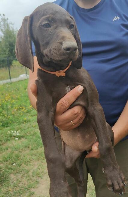 Wyżeł niemiecki krótkowłosy Z Dorzecza Bugu FCI