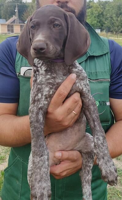 Wyżeł niemiecki krótkowłosy Z Dorzecza Bugu FCI