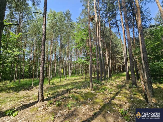 Działka budowlana Trzepieciny gm. Adamów