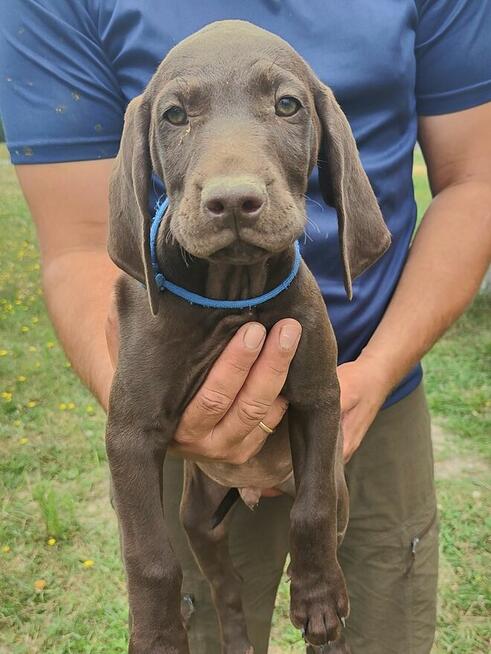 Wyżeł niemiecki krótkowłosy Z Dorzecza Bugu FCI
