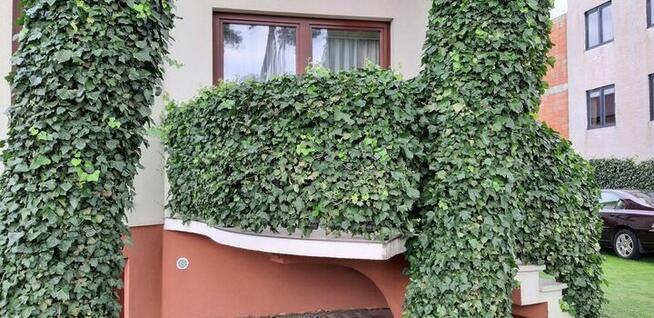 BLUSZCZ pospolity HEDERA HELIX na ŻYWOPŁOT na mur