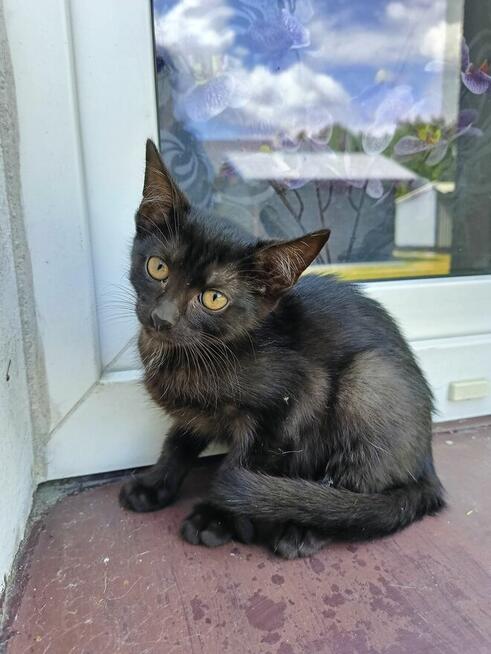 Oddam w dobre ręce dwa kociaki