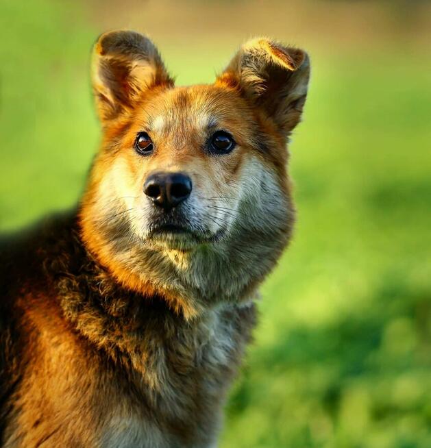 Fido - wesoły, przyjazny psiak szuka PILNIE domu!