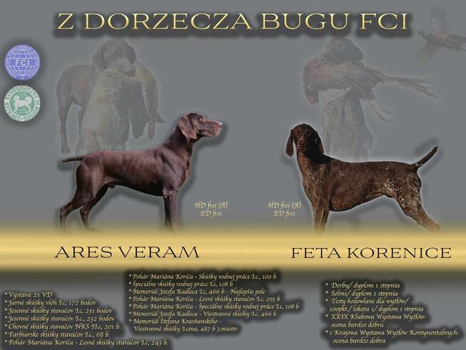 Wyżeł niemiecki krótkowłosy Z Dorzecza Bugu FCI