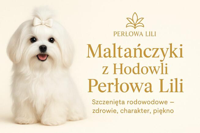 MALTAŃCZYK - szczeniak z rodowodem