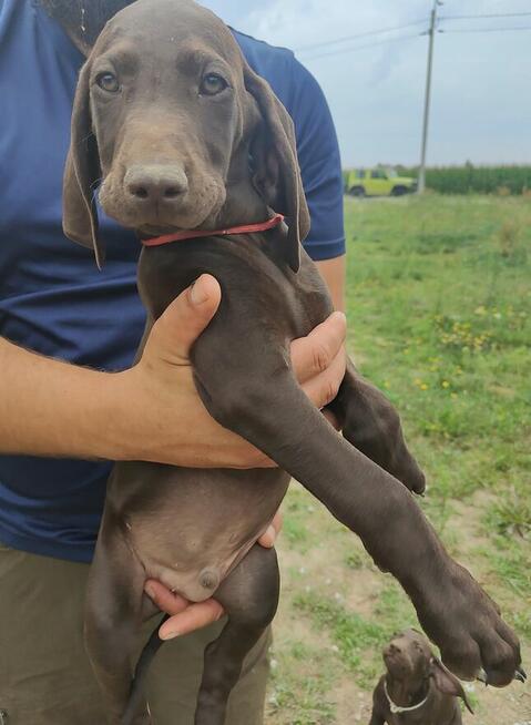 Wyżeł niemiecki krótkowłosy Z Dorzecza Bugu FCI