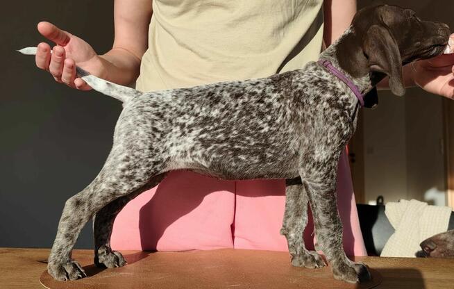 Wyżeł niemiecki krótkowłosy Z Dorzecza Bugu FCI