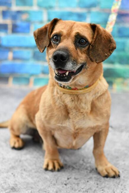 Mały Bobik szuka rodzinki do pokochania!