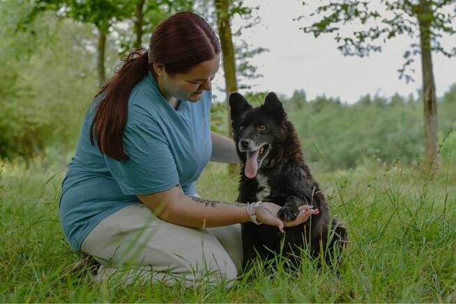 Łazik-starszy pies do pilnej adopcji
