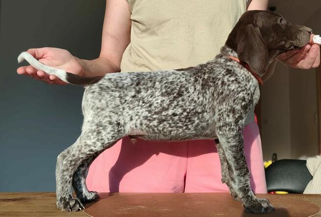 Wyżeł niemiecki krótkowłosy Z Dorzecza Bugu FCI