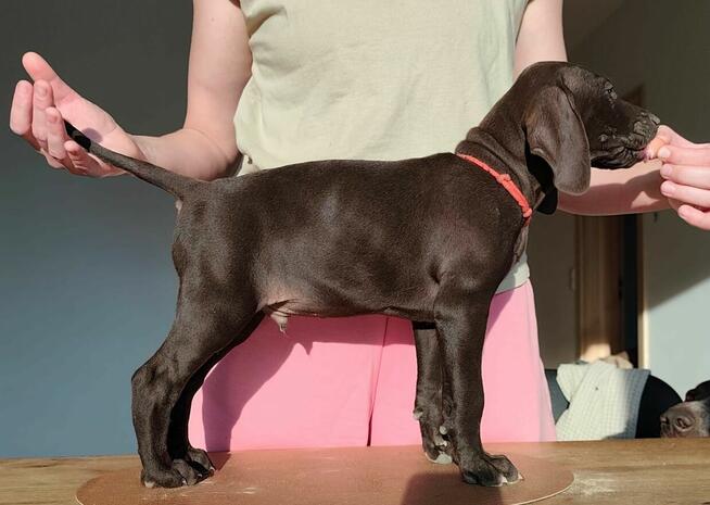 Wyżeł niemiecki krótkowłosy Z Dorzecza Bugu FCI