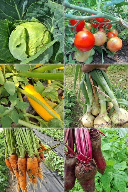 Warzywa sezonowe owoce mleko prosto z gospodarstwa 730450496