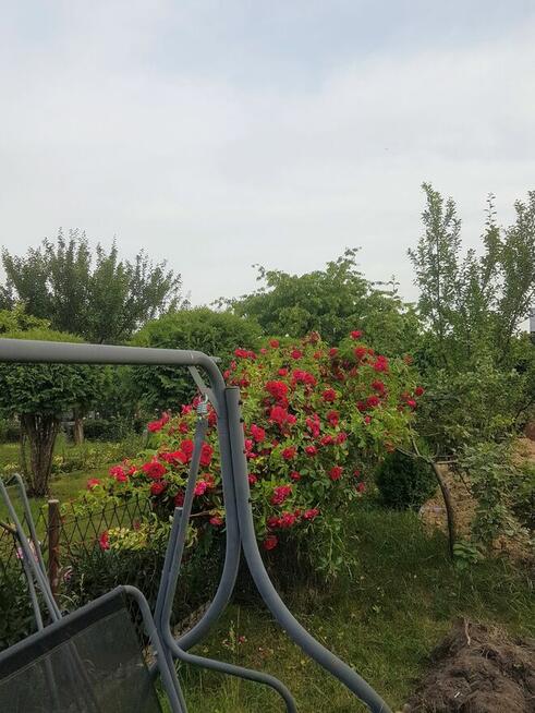 Sprzedam działkę ogrodową