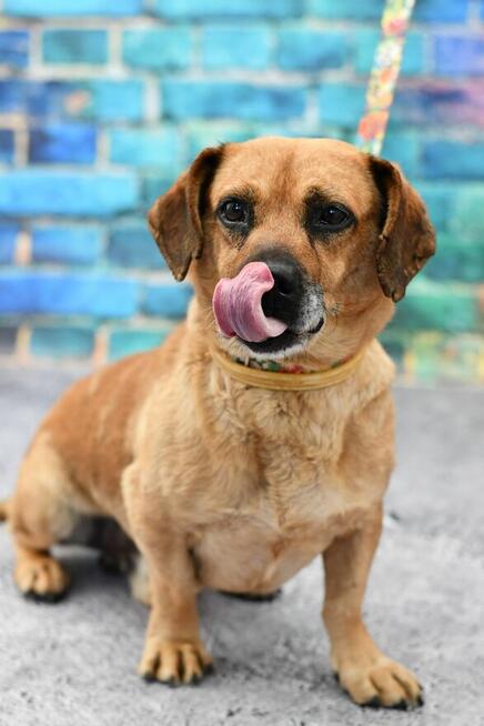 Mały Bobik szuka rodzinki do pokochania!